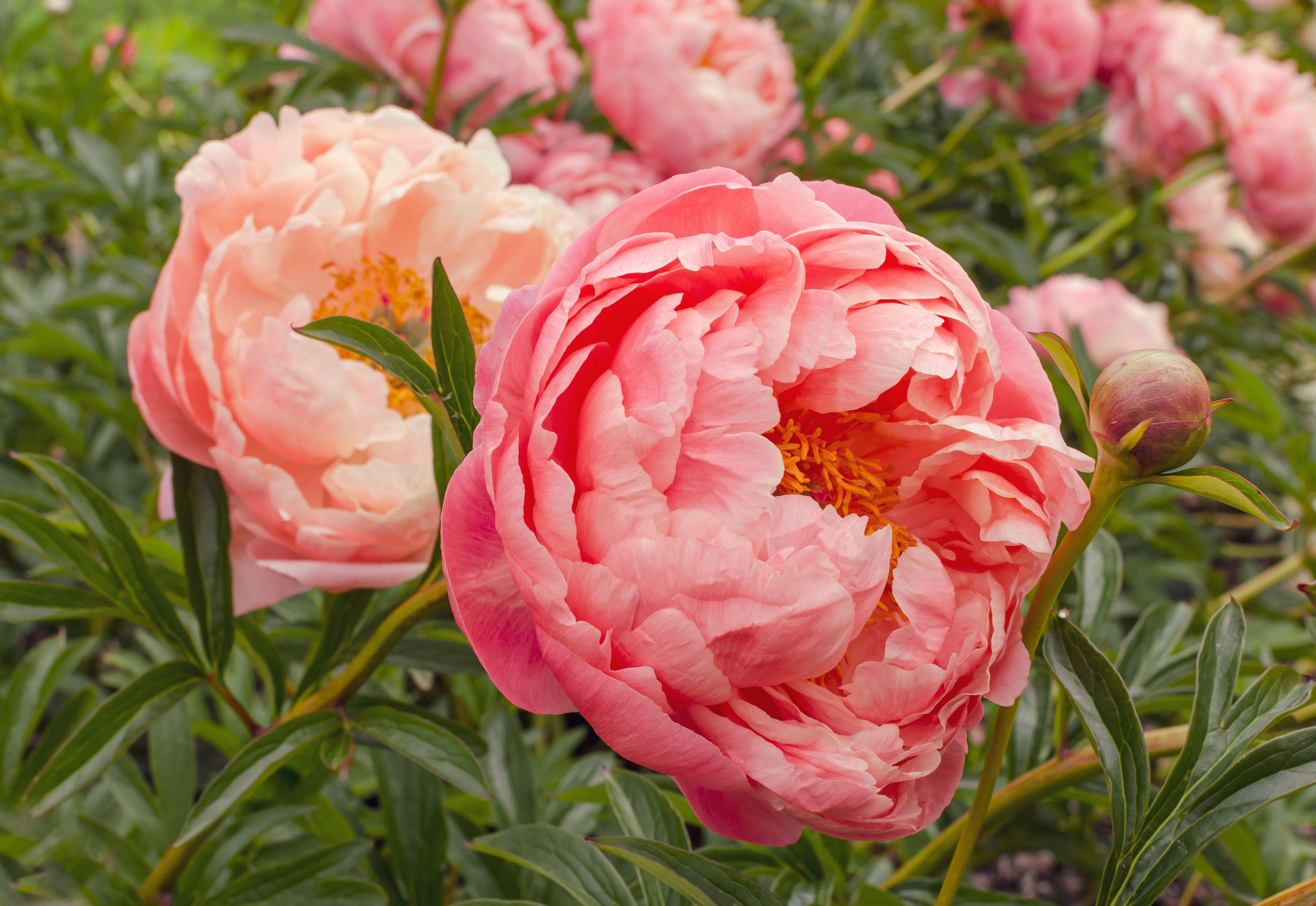 Pæon 'Coral Charm'